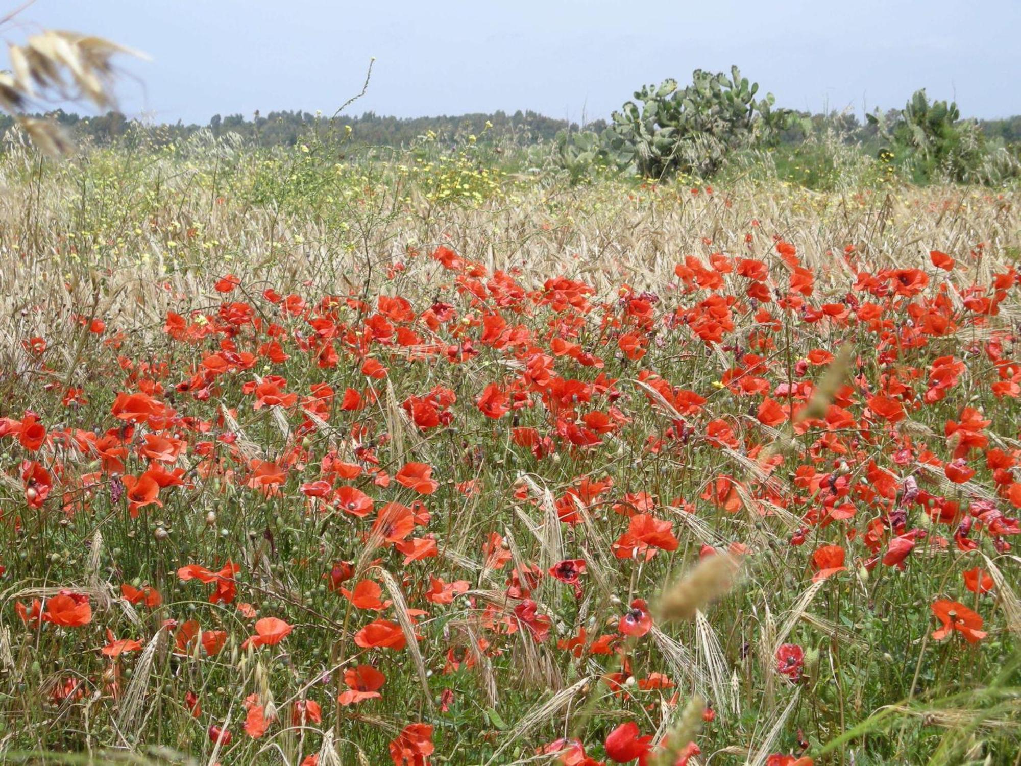 Agriturismo Il Melograno Риола-Сардо Экстерьер фото